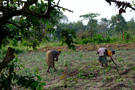 Learn about Turaco Valley Foods – A Social Enterprise launched by Cohere in Uganda